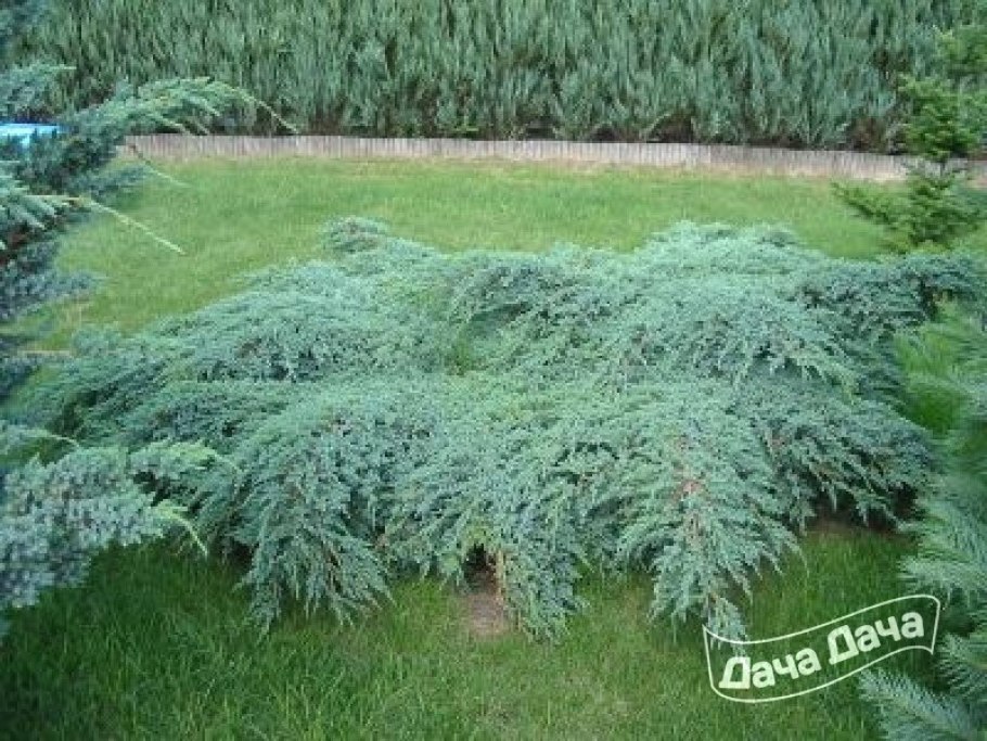 Можжевельник казацкий Блю карпет
