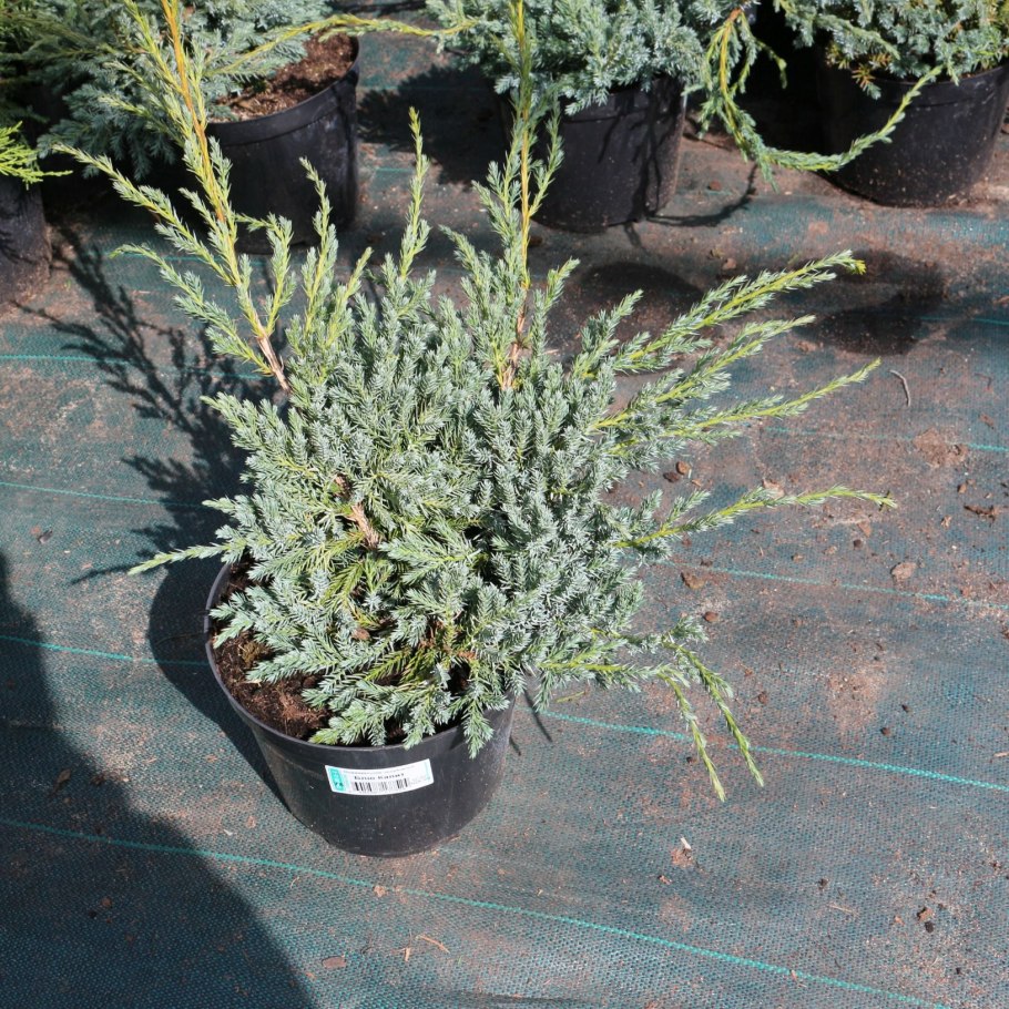 Можжевельник горизонтальный Блю карпет