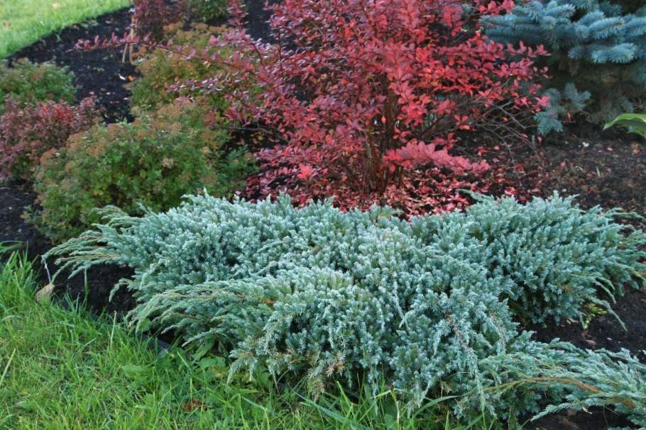 Можжевельник Блю Корвет