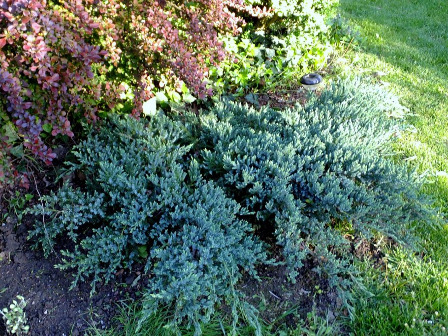 Шютте можжевельника Блю карпет