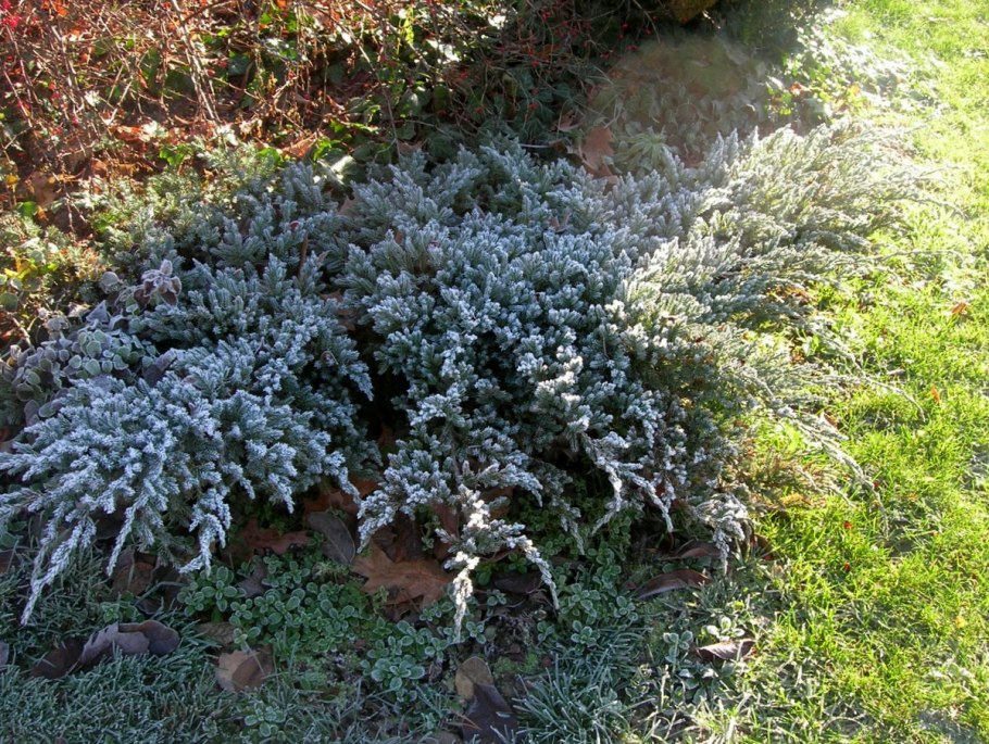 Можжевельник стелющийся сорта чешуйчатый Блю карпет