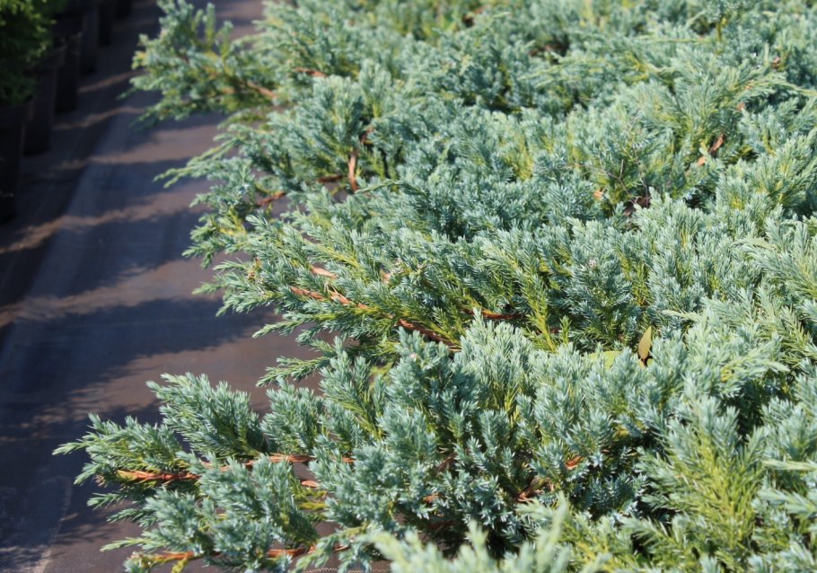 Шютте можжевельника Блю карпет