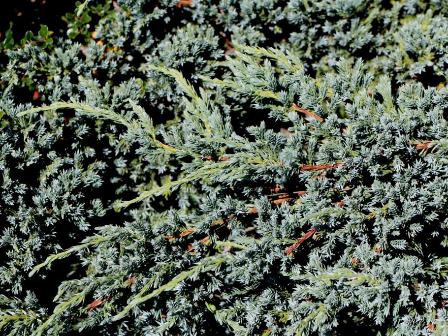 Можжевельник чешуйчатый Блю карпет с3