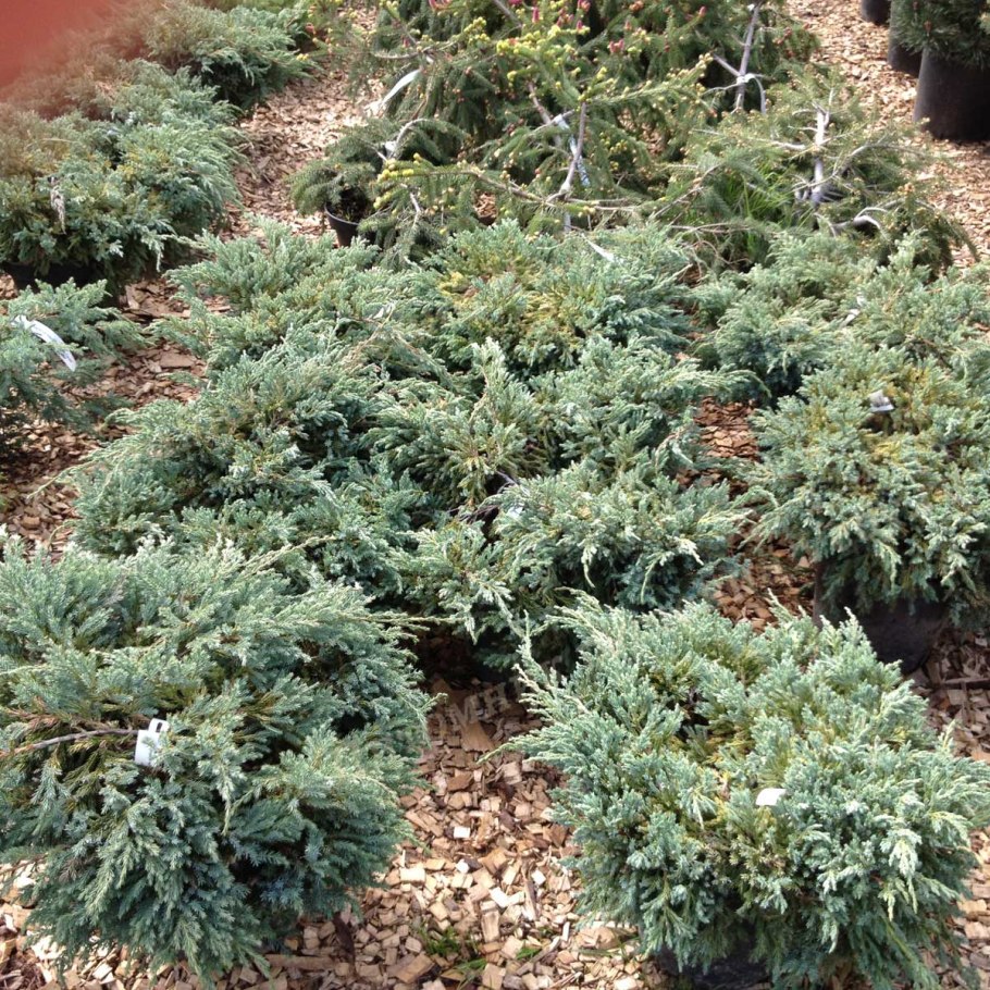 Можжевельник чешуйчатый Лодери