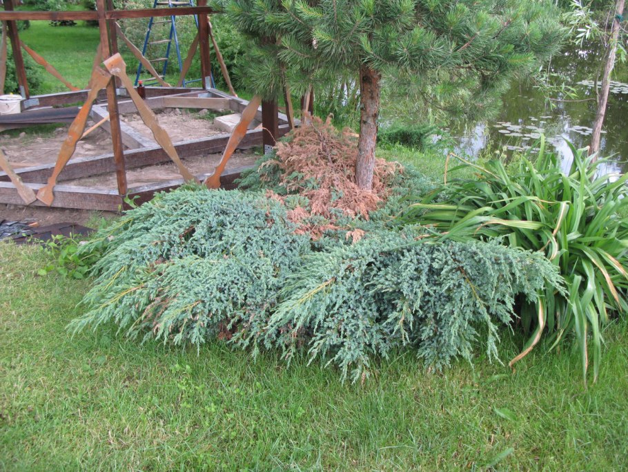 Можжевельник Блю чип