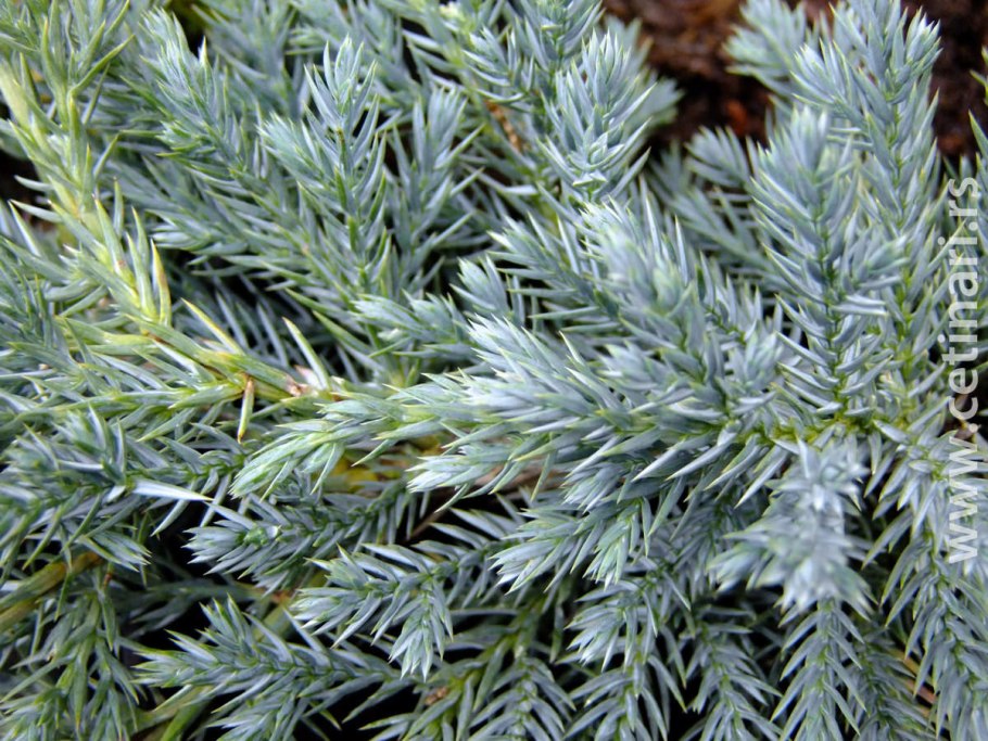 Можжевельник чешуйчатый Блю