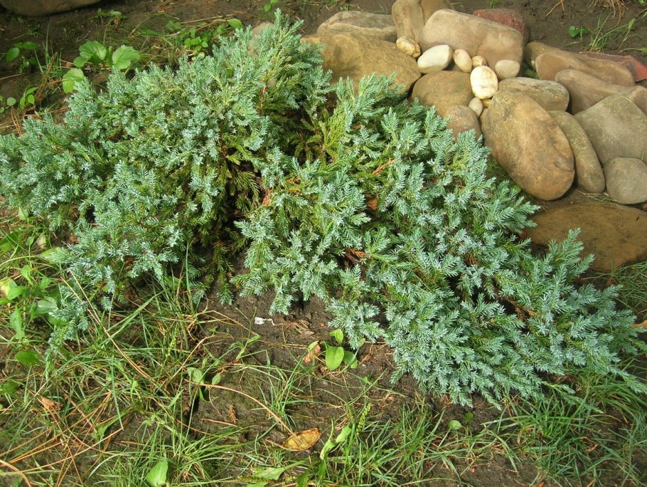 Хвойные можжевельник Блю карпет