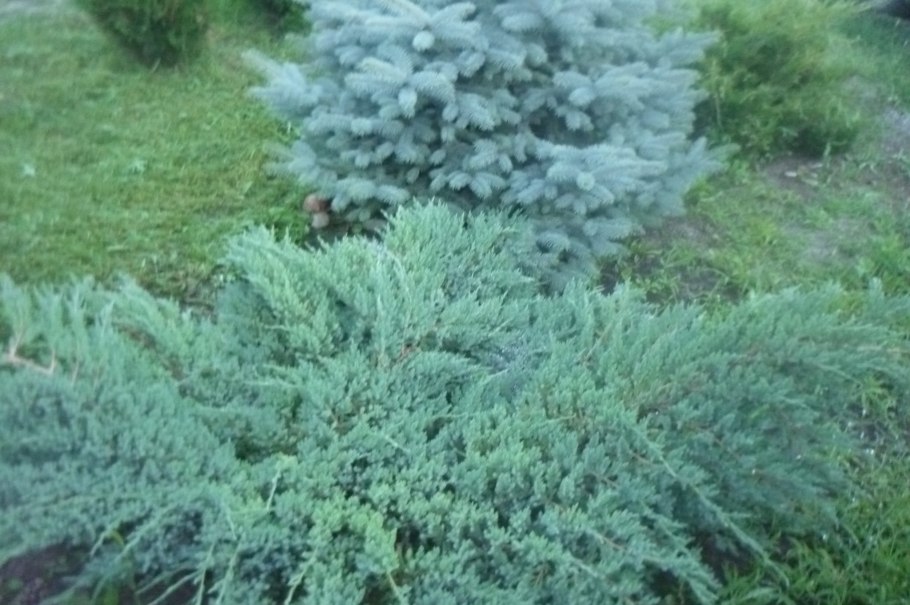 Можжевельник казацкий Блю карпет