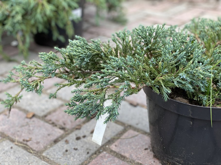 Можжевельник горизонтальный Блю карпет