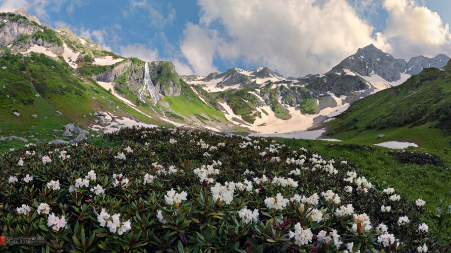 Рододендрон кавказский Архыз