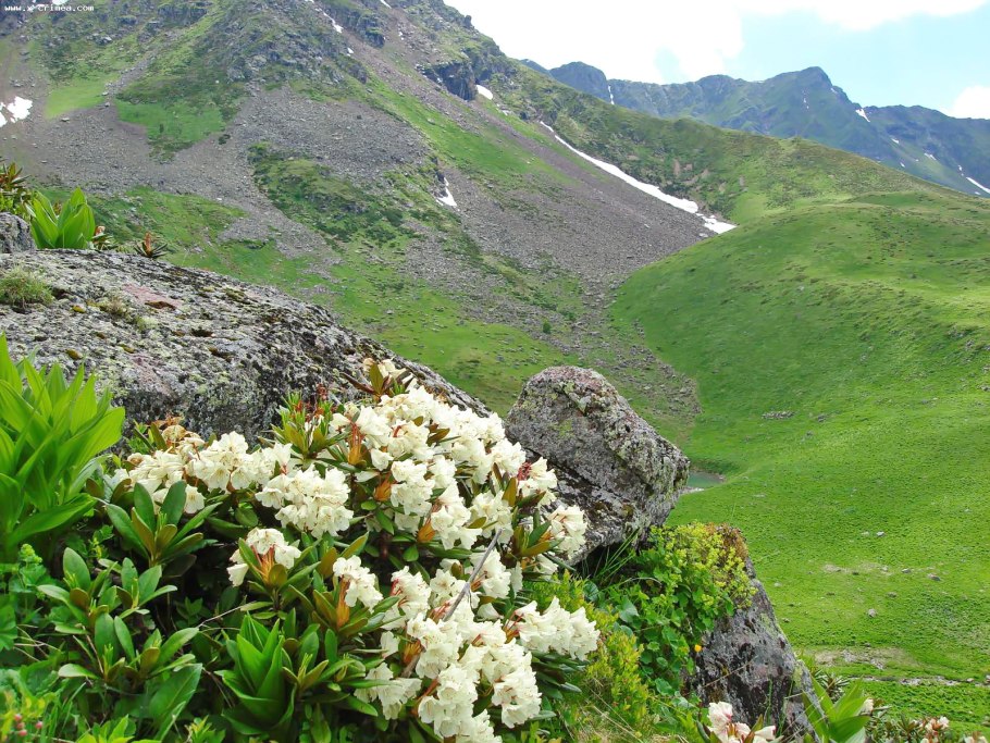 Рододендрон кавказский заповедник