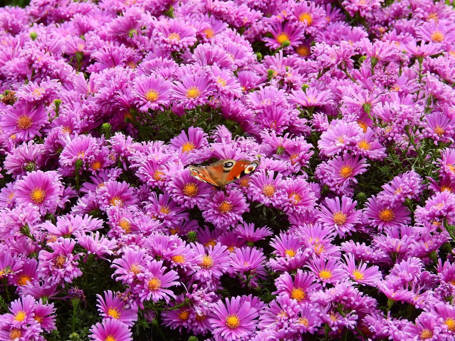 Aster dumosus Kristina