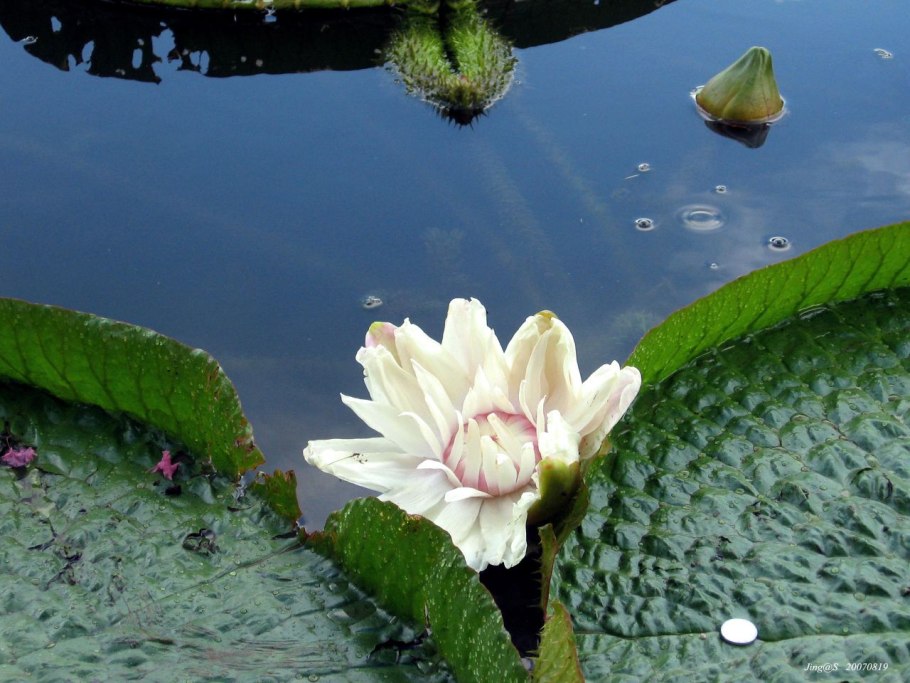 Виктория-Регия в Ботаническом саду