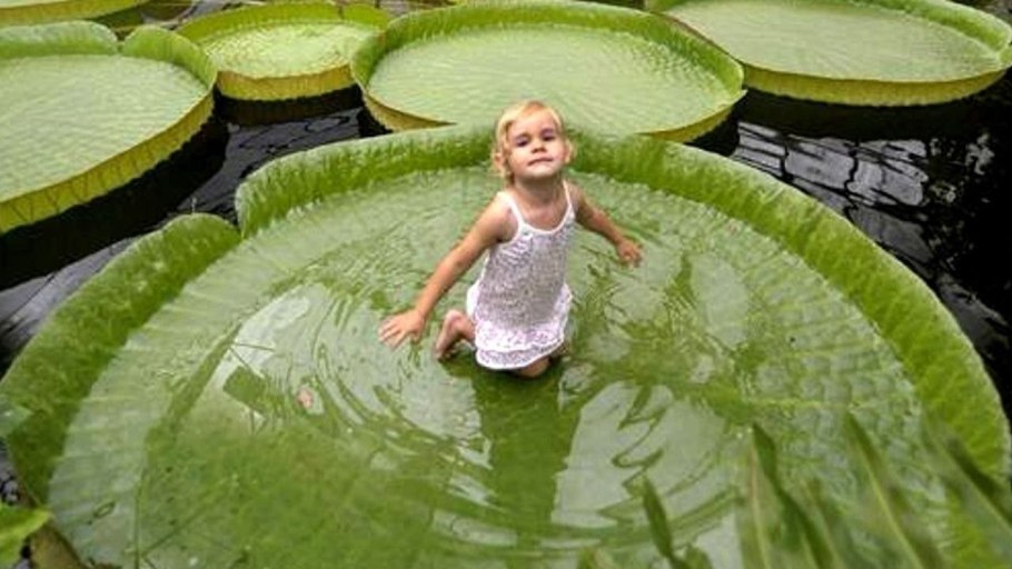 Виктория Амазонская (Victoria Amazonica)