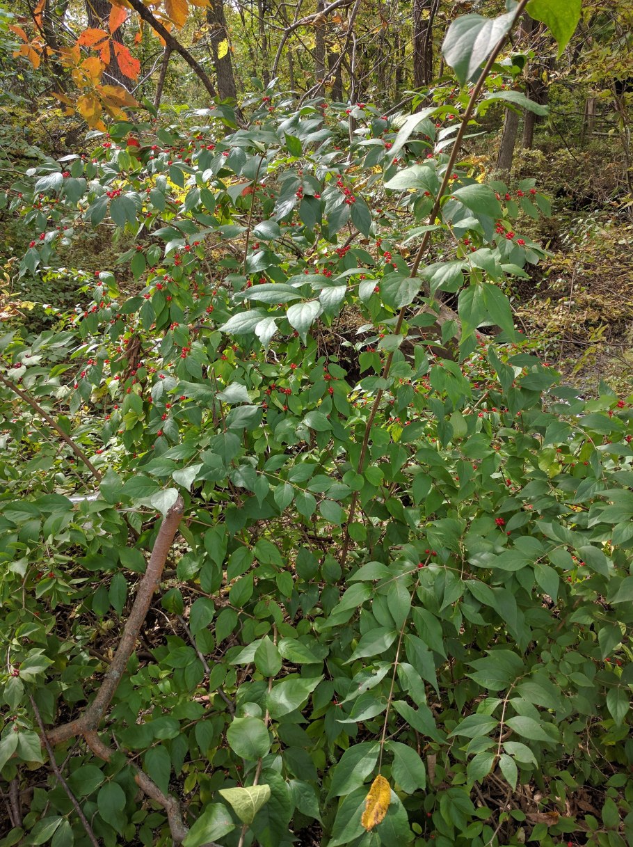 Флора Ильменского заповедника