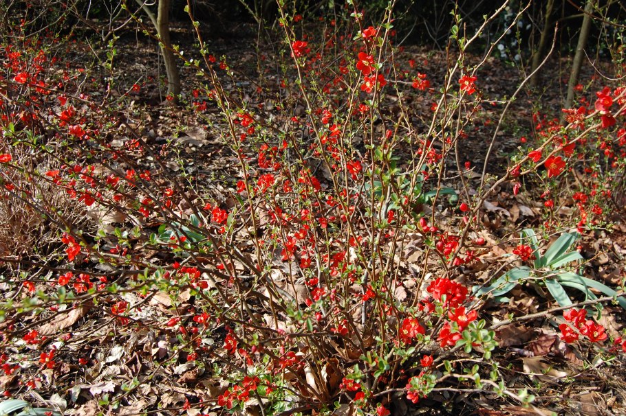 Ягода костяника Сахалинская