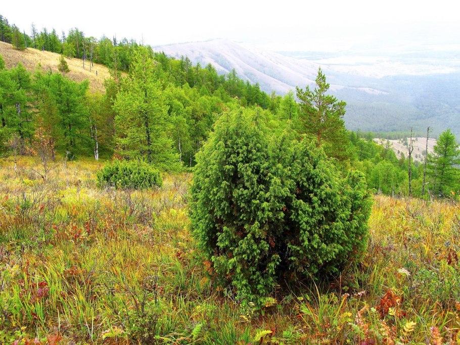 Шиповник бесшипный ВНИВИ