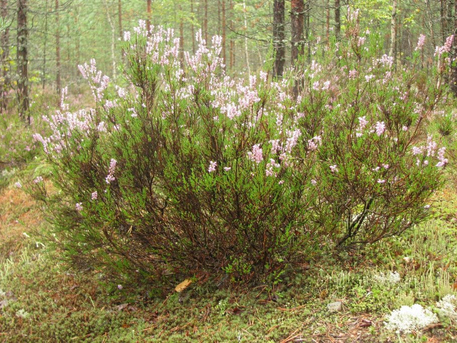 Вереск Сибирский кустарник