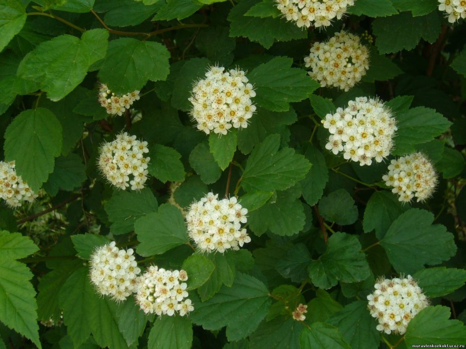 Пероксия кустарник