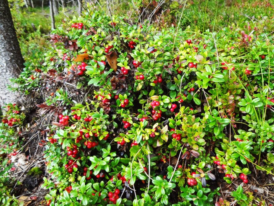 Цветущие кустарники средней полосы