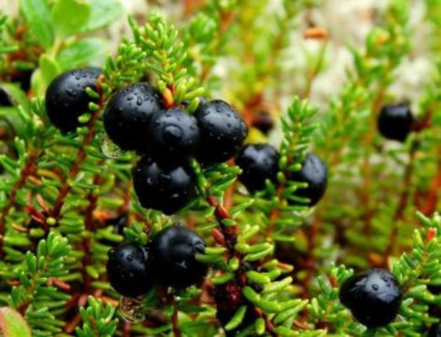 Растения занесенные в красную книгу