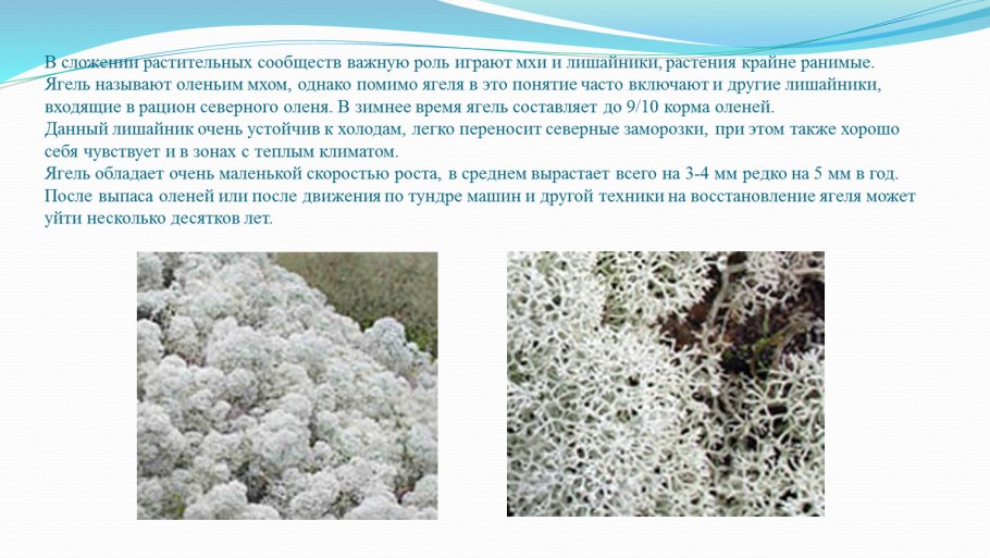 Ягель это лишайник живущий