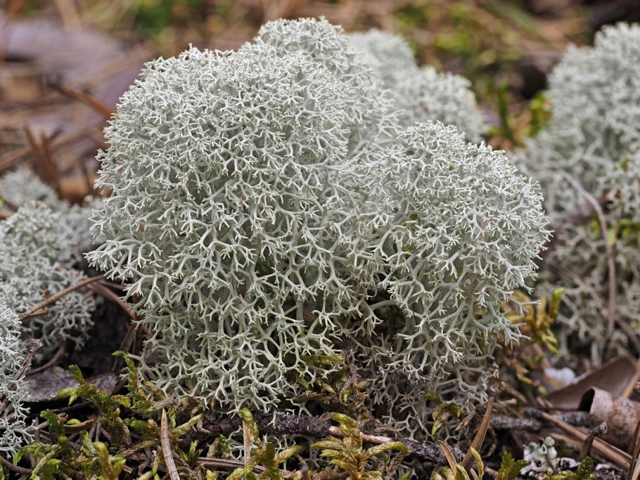 Кладония звездчатая
