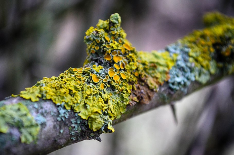 Лишайники Roccellaceae
