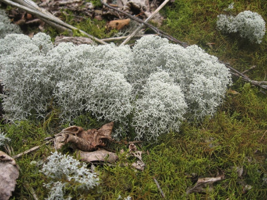 Лишайник кладония зернышковый