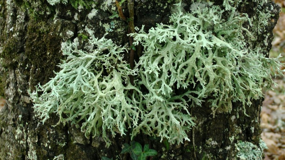 FRZ.Temp холодильник