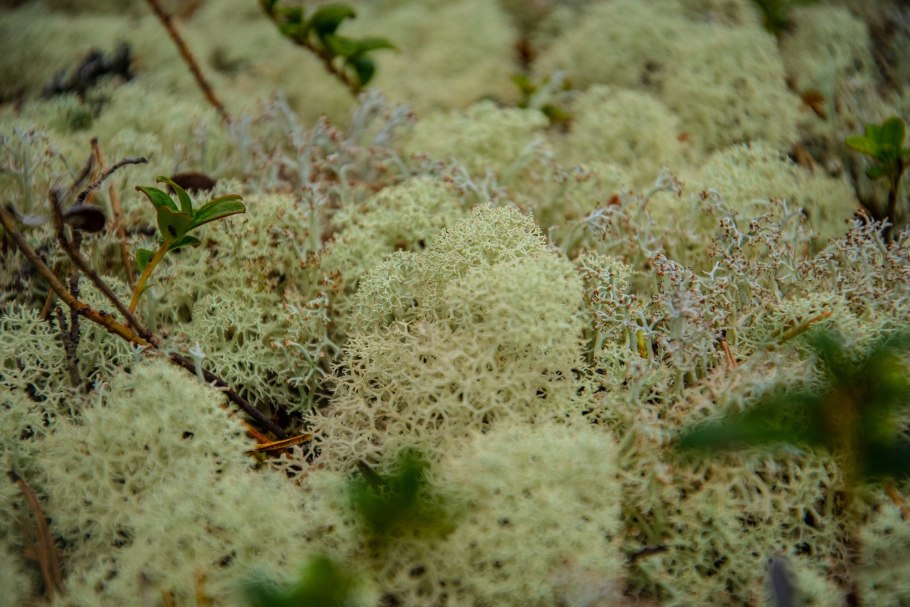 Ягель в тундре