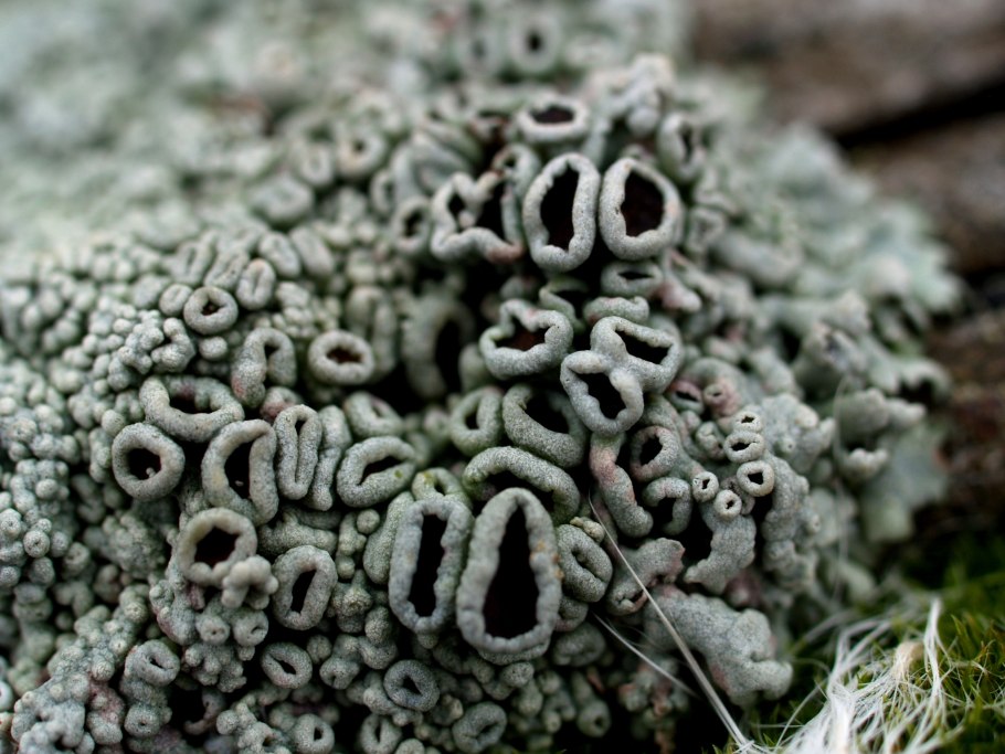 Аэрофильные водоросли