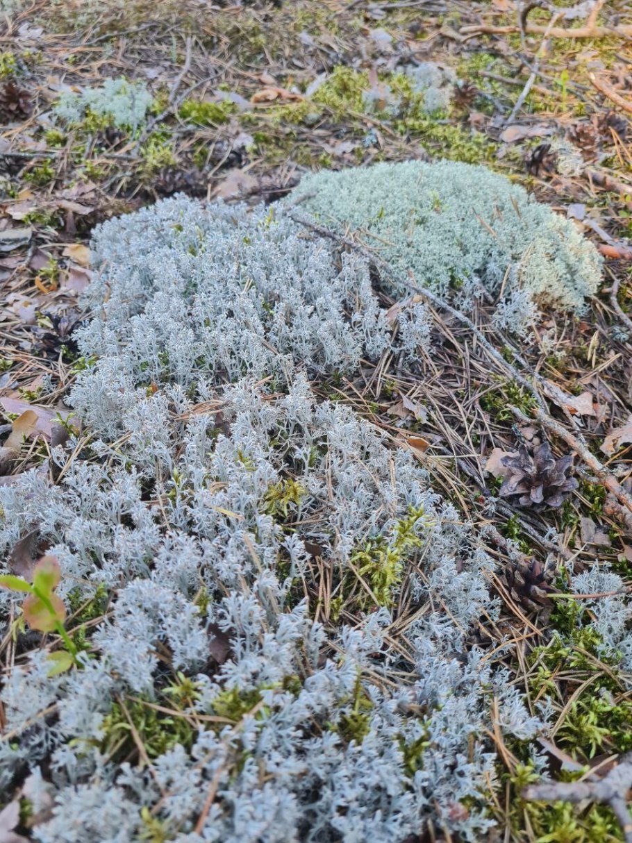 Леканора апотеции