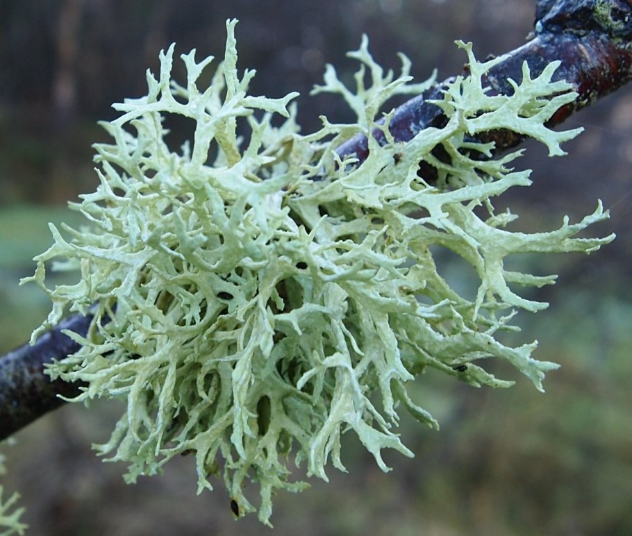 Эпифитные лишайники