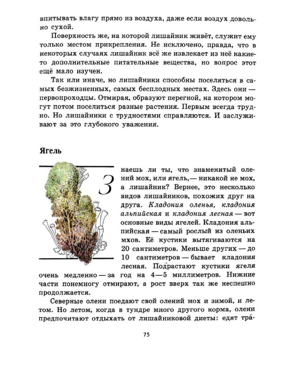 Кладония Лесная накипной лишайник