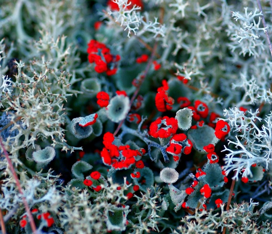 Мох болмос Грин