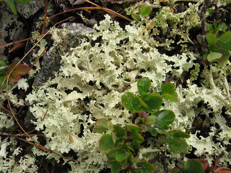 Зевыкинский мох