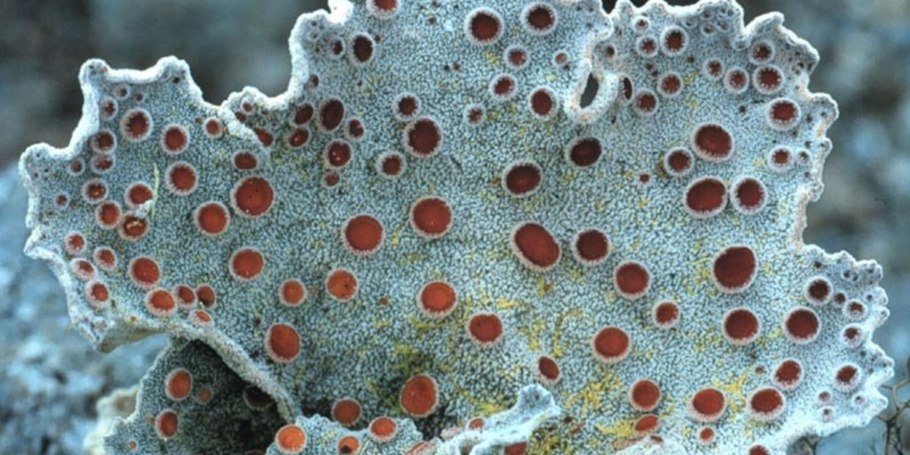 Ягель в Арктике