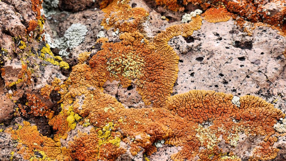 Лишайник Cladonia биология