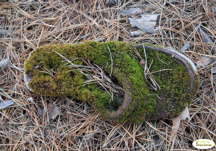 Ягель Арктический