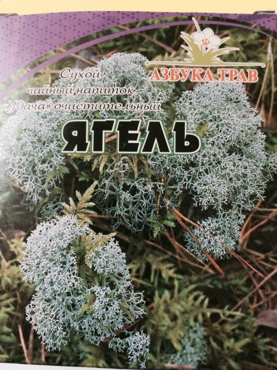 Лишайник ягель в тундре