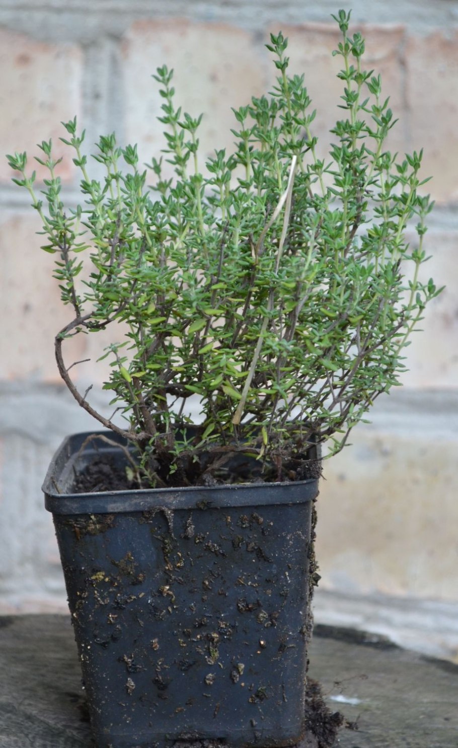 Тимьян Compactus