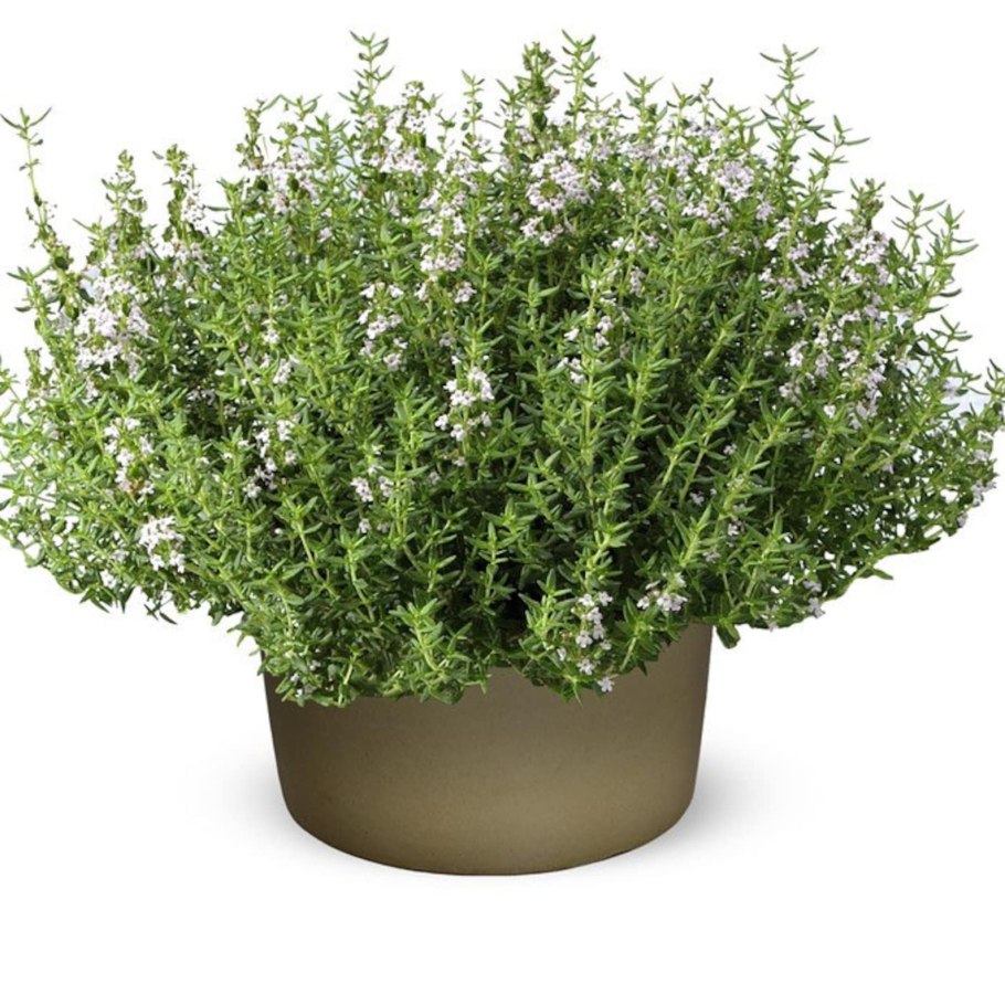 Тимьян древовидный