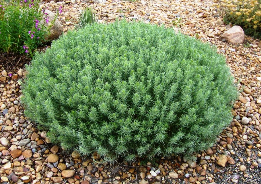 Тимьян обыкновенный 'Fredo'