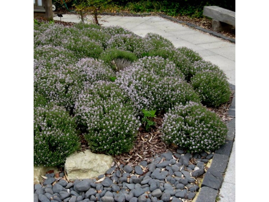 Тимьян шаровидный