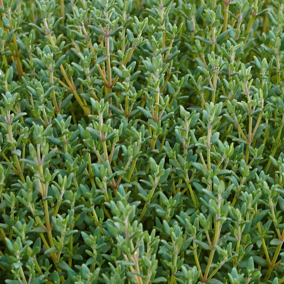 Тимьян Фредо