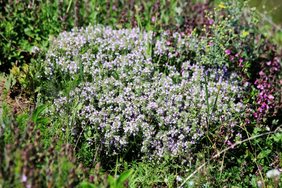 Тимьян Thymus pulegioides