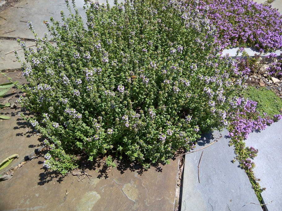 Тимьян лимонный