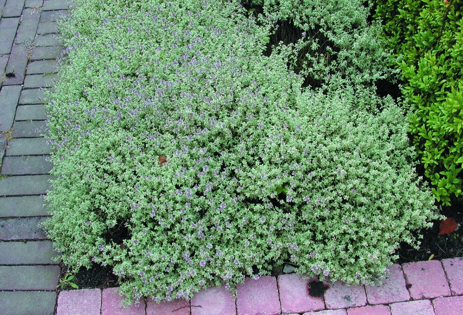 Почвопокровные тимьян ползучий