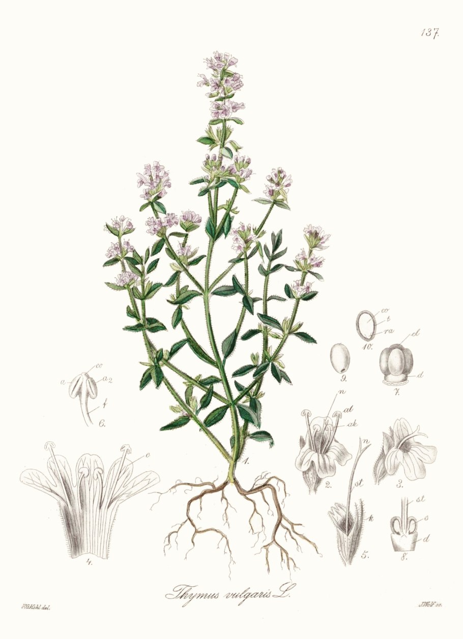 Thymus vulgaris Aureovariegata